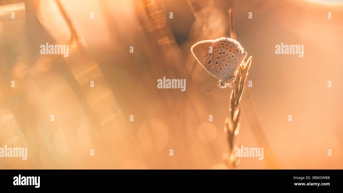 Luce solare vivace e colorata sulle ali delle farfalle vista macro, luce da giardino da sogno, rilassante momento naturale, tranquilla scena estiva, vivace primo piano naturale Foto Stock