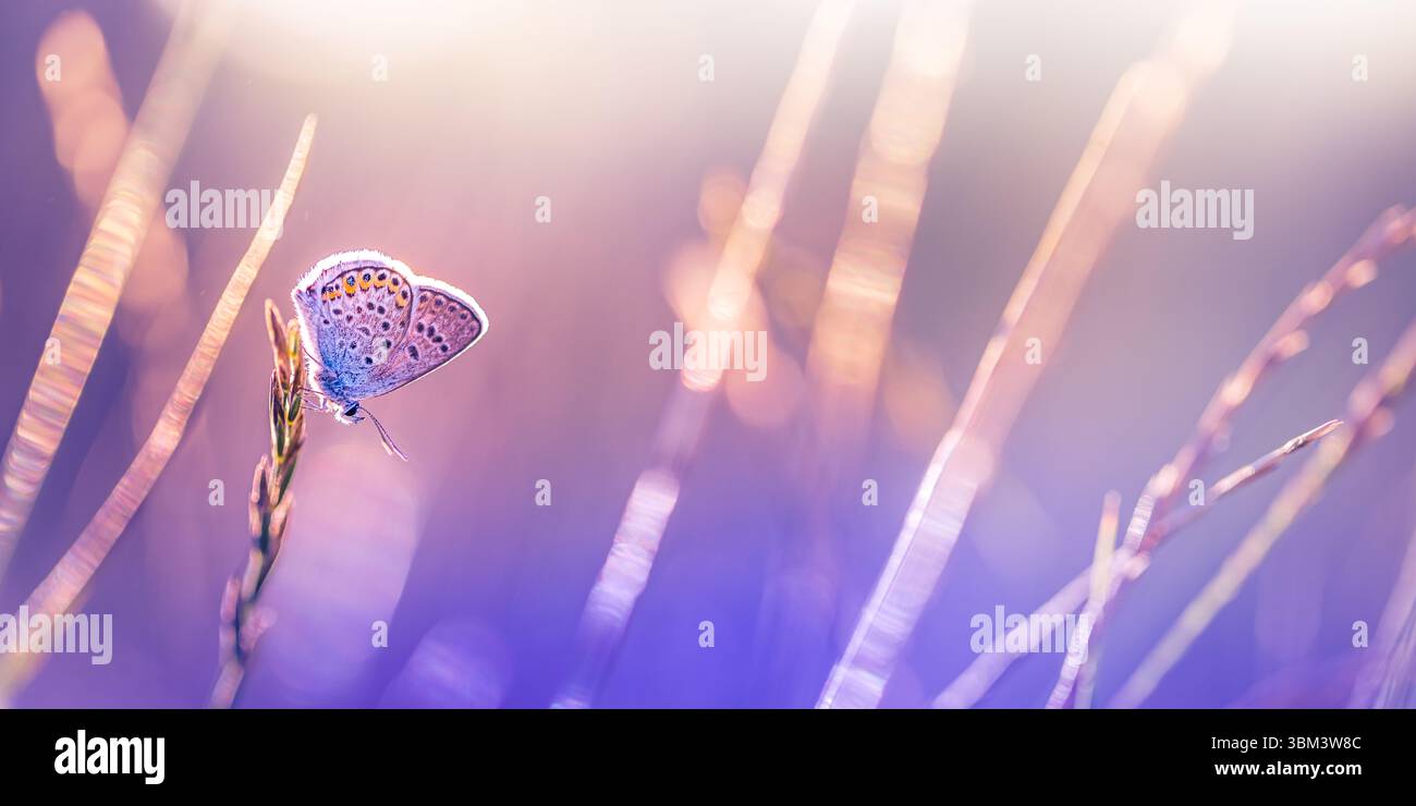 Luce solare vivace e colorata sulle ali delle farfalle vista macro, luce da giardino da sogno, rilassante momento naturale, tranquilla scena estiva, vivace primo piano naturale Foto Stock