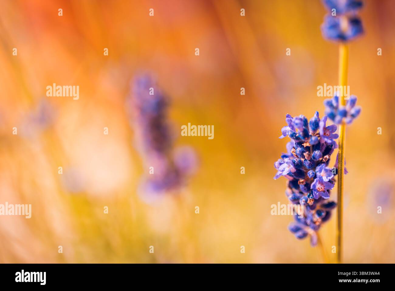 Maestoso tramonto dorato sui fiori di lavanda in vista macro, luce soffusa del sole che splende attraverso il tranquillo campo da giardino, rilassante scena di primo piano floreale della natura Foto Stock