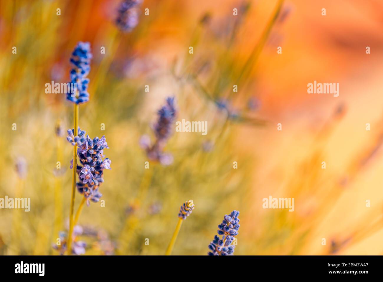 Maestoso tramonto dorato sui fiori di lavanda in vista macro, luce soffusa del sole che splende attraverso il tranquillo campo da giardino, rilassante scena di primo piano floreale della natura Foto Stock