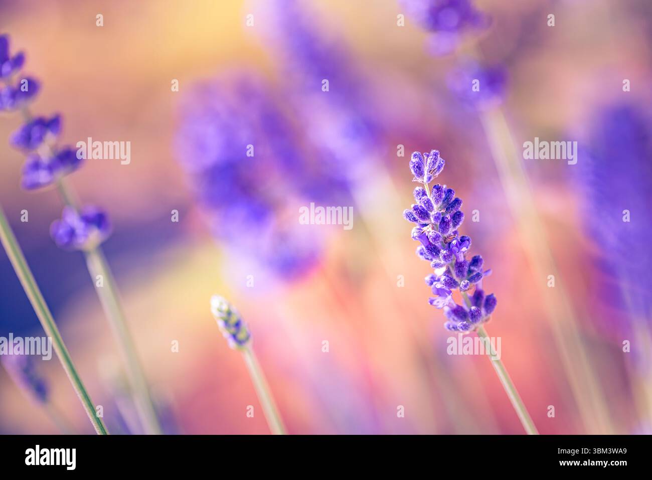 Maestoso tramonto dorato sui fiori di lavanda in vista macro, luce soffusa del sole che splende attraverso il tranquillo campo da giardino, rilassante scena di primo piano floreale della natura Foto Stock
