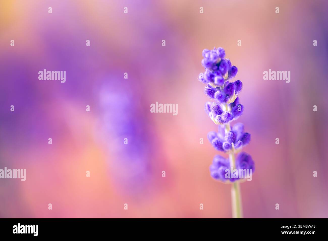 Maestoso tramonto dorato sui fiori di lavanda in vista macro, luce soffusa del sole che splende attraverso il tranquillo campo da giardino, rilassante scena di primo piano floreale della natura Foto Stock