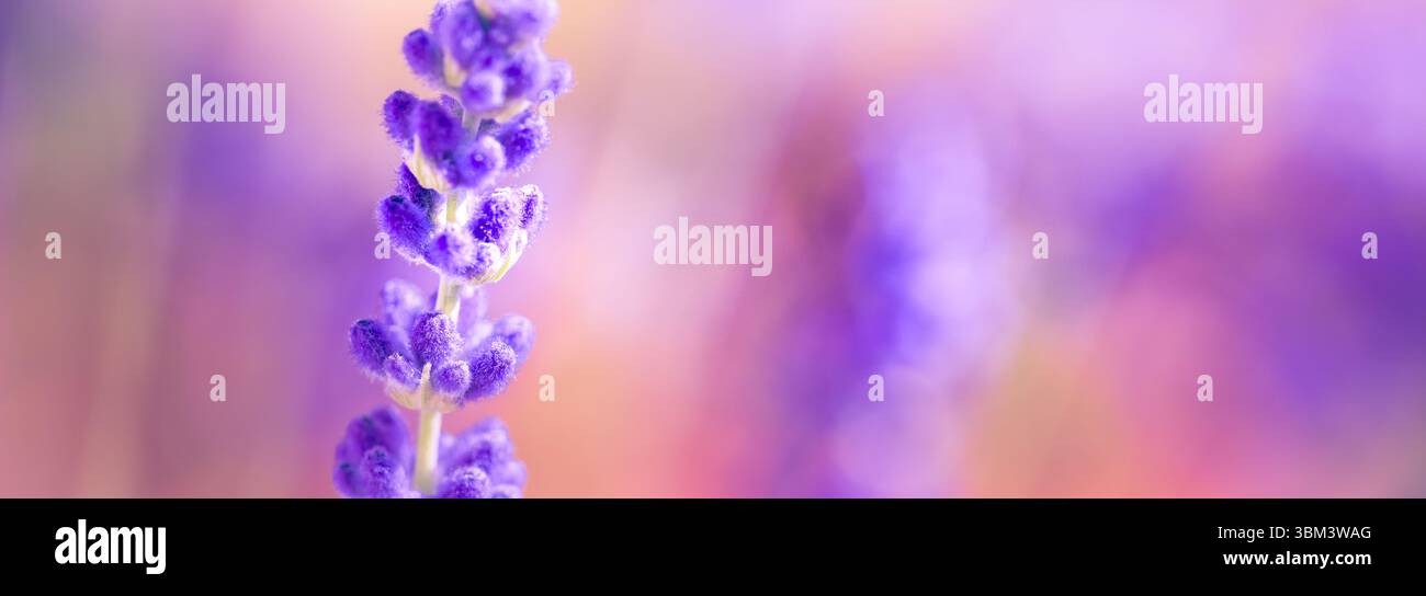 Maestoso tramonto dorato sui fiori di lavanda in vista macro, luce soffusa del sole che splende attraverso il tranquillo campo da giardino, rilassante scena di primo piano floreale della natura Foto Stock