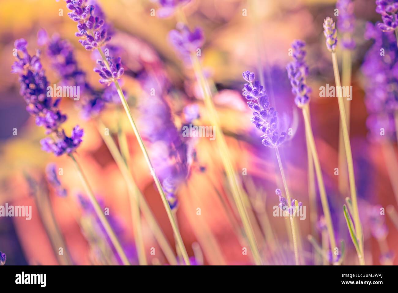 Maestoso tramonto dorato sui fiori di lavanda in vista macro, luce soffusa del sole che splende attraverso il tranquillo campo da giardino, rilassante scena di primo piano floreale della natura Foto Stock