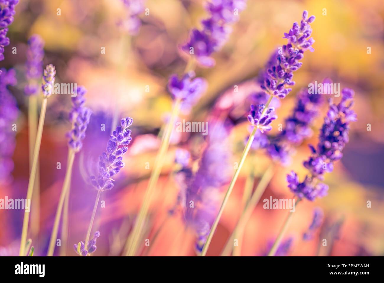 Maestoso tramonto dorato sui fiori di lavanda in vista macro, luce soffusa del sole che splende attraverso il tranquillo campo da giardino, rilassante scena di primo piano floreale della natura Foto Stock