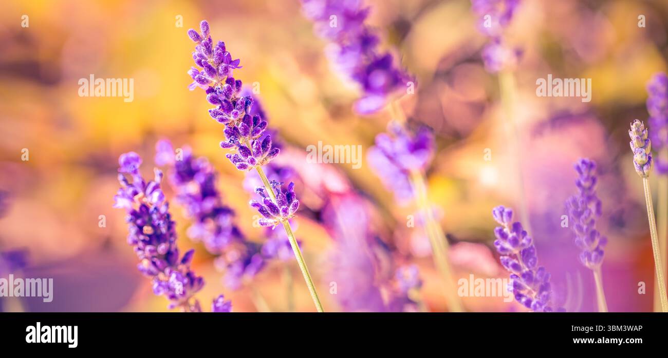 Maestoso tramonto dorato sui fiori di lavanda in vista macro, luce soffusa del sole che splende attraverso il tranquillo campo da giardino, rilassante scena di primo piano floreale della natura Foto Stock