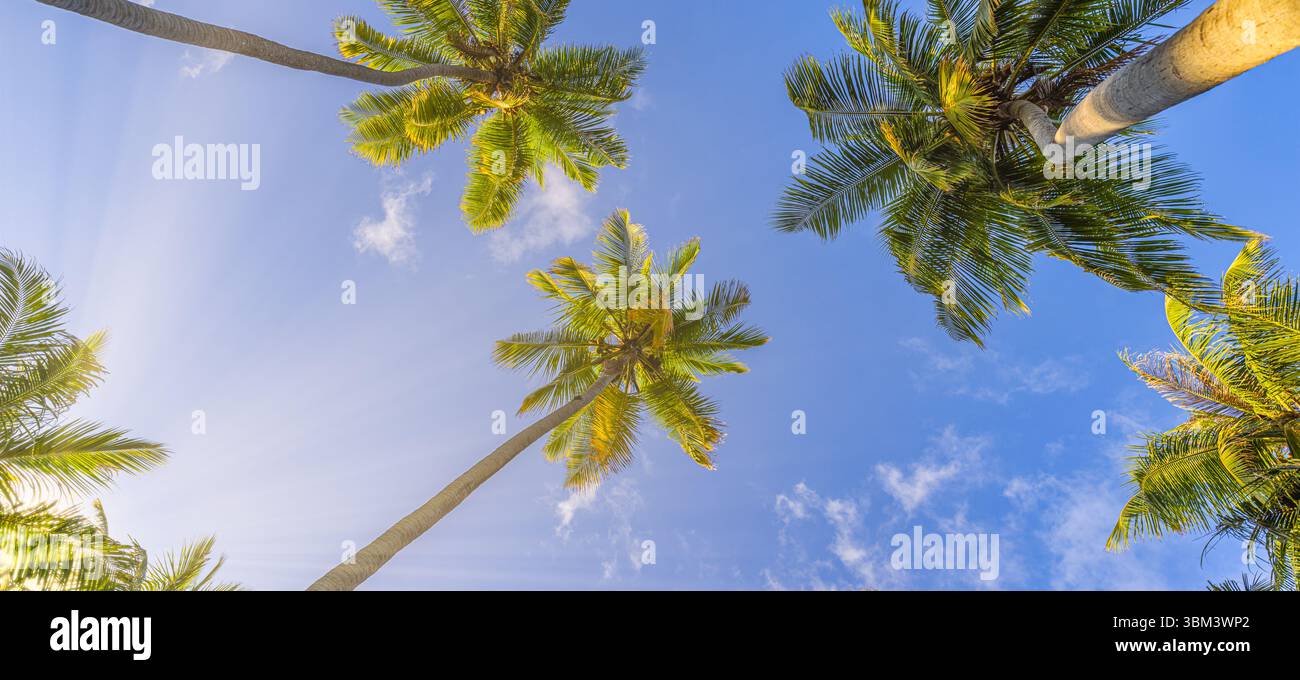 Meravigliose palme naturali, il cielo azzurro e soleggiato si affaccia su uno sfondo naturale di vegetazione tropicale che ispira paesaggi all'aperto Foto Stock
