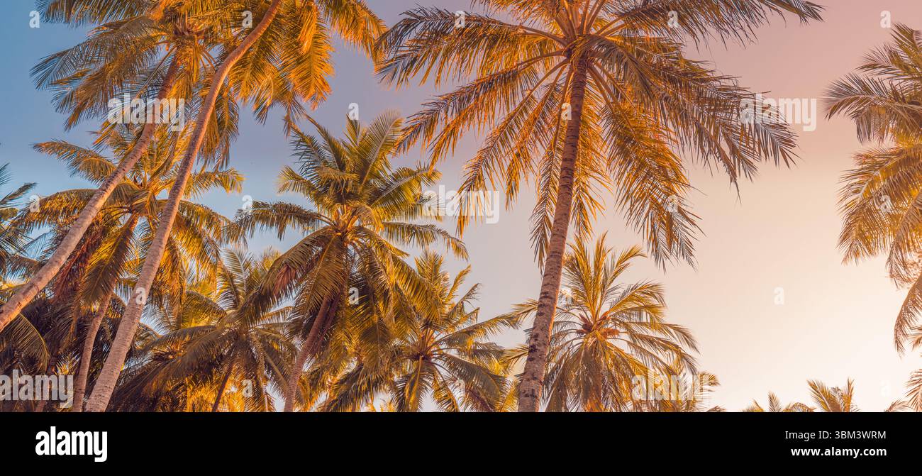 Romantico tramonto tropicale che guarda su palme con luce da sogno e cielo esotico, tranquilla scena naturale piena di calore estivo, relax naturale bellezza Foto Stock