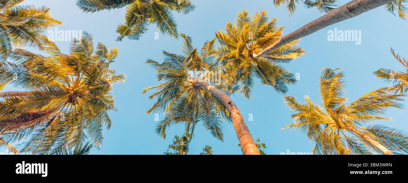 Vista da sogno del tramonto guardando le palme nella natura tropicale con luce soffusa atmosfera esotica e un cielo meraviglioso che crea una natura tranquilla e rilassante Foto Stock