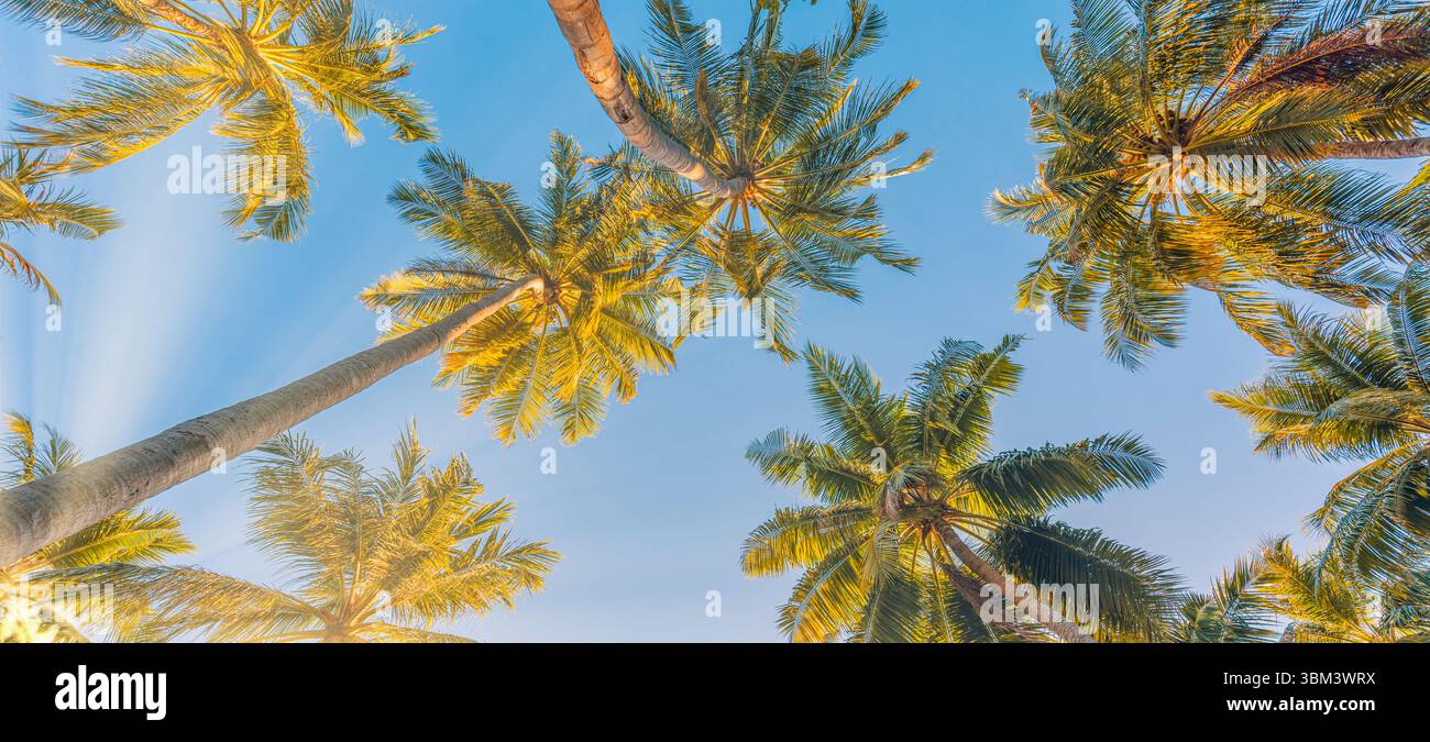 Vista da sogno del tramonto guardando le palme nella natura tropicale con luce soffusa atmosfera esotica e un cielo meraviglioso che crea una natura tranquilla e rilassante Foto Stock