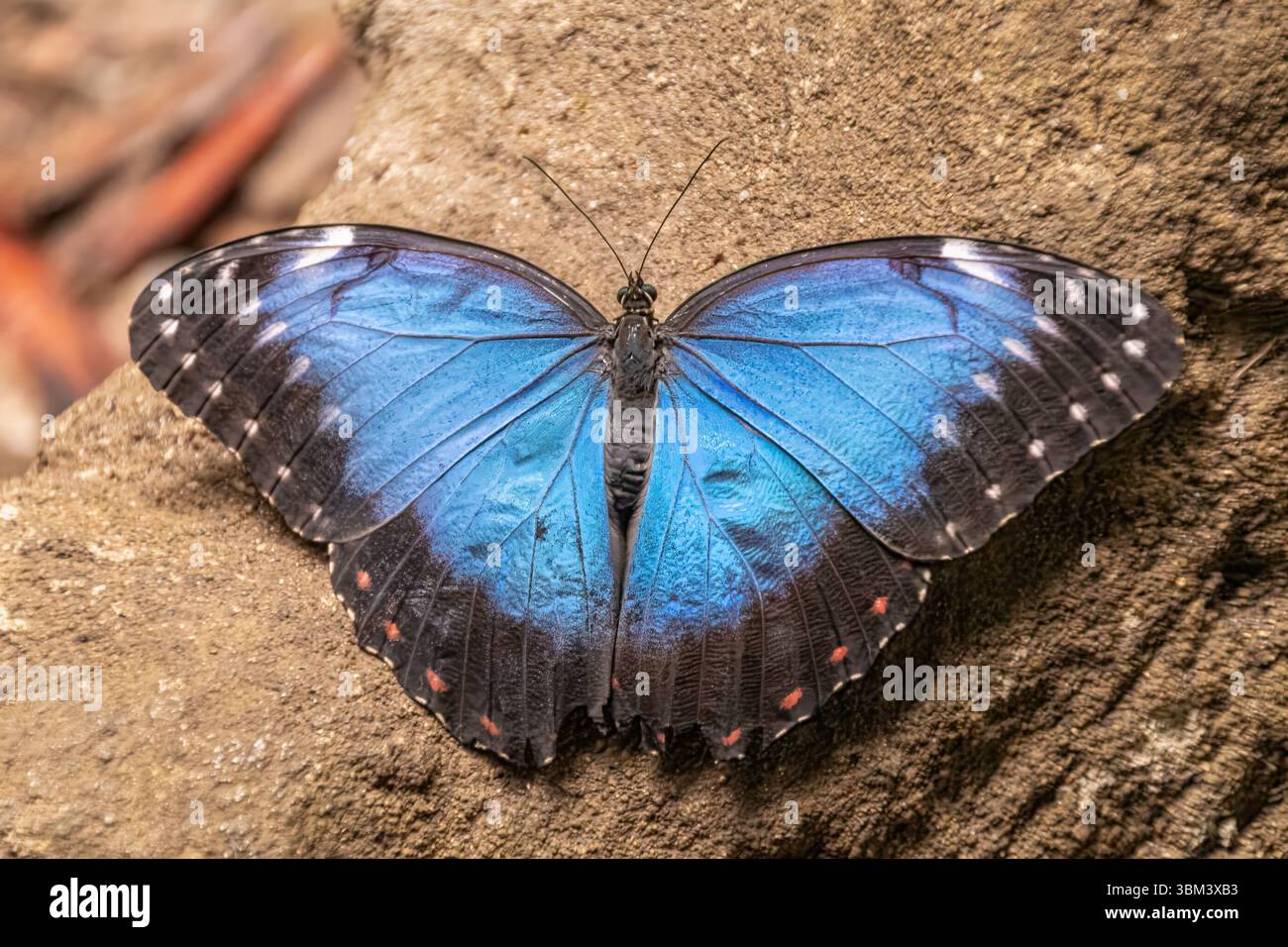 Blue Morpho Butterfly Foto Stock