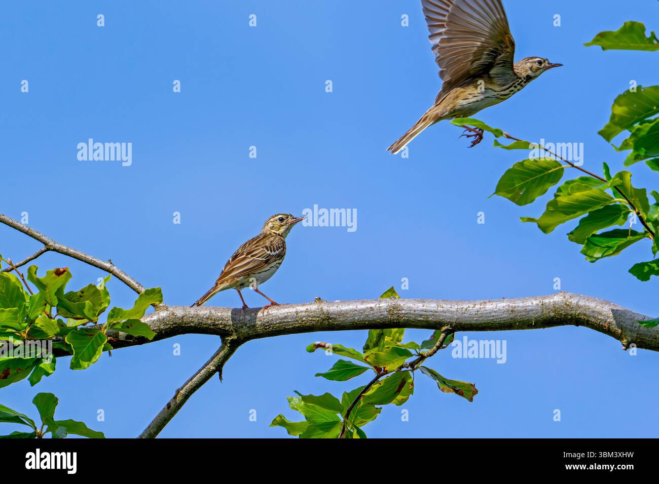 Due tubi di alberi (Anthus trivialis / Alauda trivialis) arroccati su alberi a bosco aperto in tarda primavera / inizio estate Foto Stock