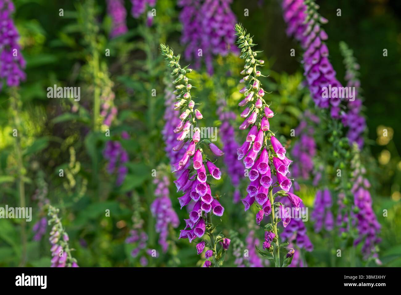 Comune foxglove (digitalis purpurea) in fiore nella foresta in tarda primavera / inizio estate Foto Stock