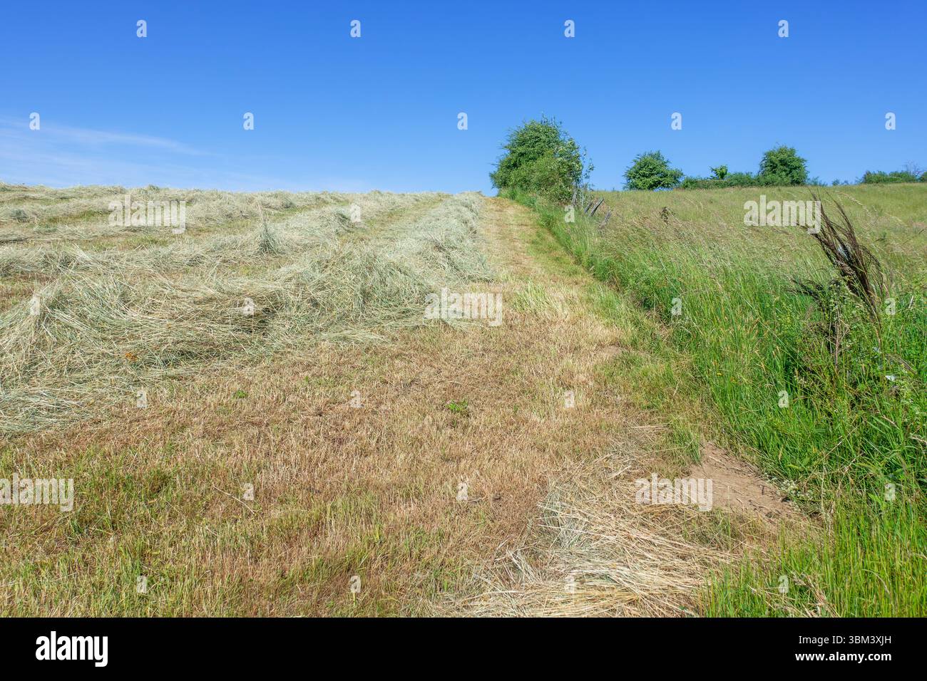 Erba falciata parzialmente essiccata in campo/prato, utilizzata come essiccazione di foraggi per animali/bestiame prima di essere imballata in balle di fieno all'inizio dell'estate Foto Stock
