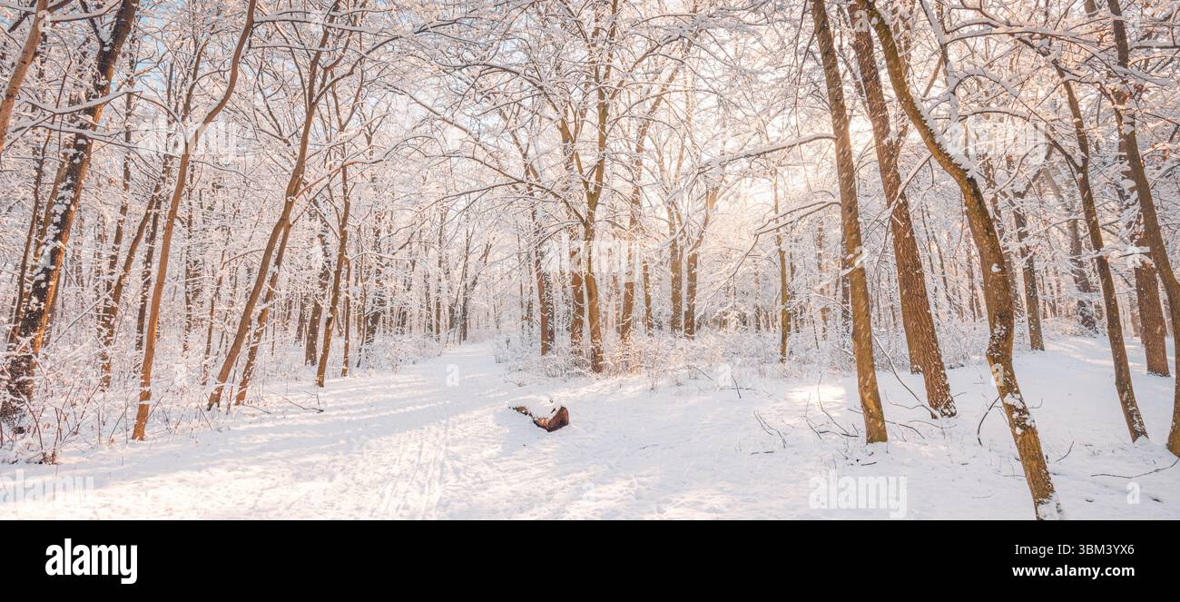 Maestoso panorama naturale invernale con caldo sole sentiero innevato nella foresta calmo scenario ricreativo all'aperto che ispira lo sfondo artistico stagionale Foto Stock