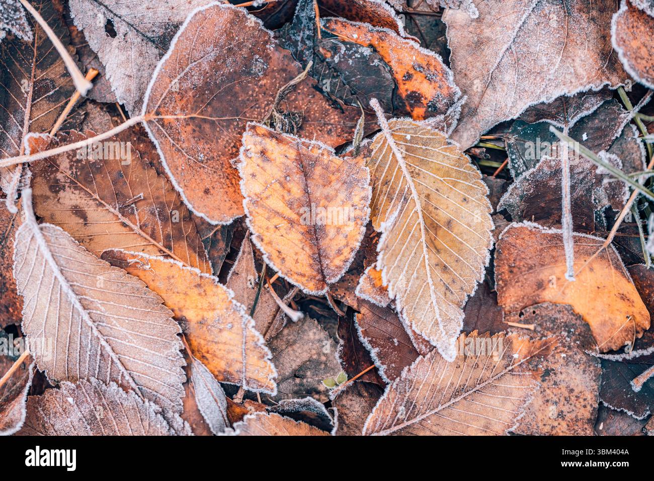 Ravvicinato alla natura di stagione con foglie autunnali ghiacciate, struttura ghiacciata, sfondo naturale artistico e calmo dettaglio del fogliame autunnale. Inverno innocuo Foto Stock