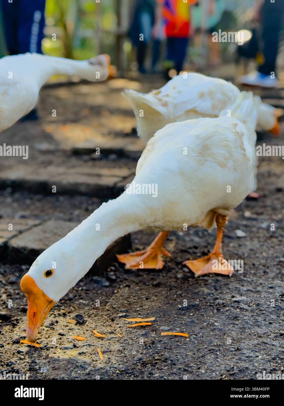 Un'oca che si piega verso il basso per sbattere un pezzo di carota sul terreno, catturato nella luce soffusa del mattino. Sullo sfondo sfocato, si innestano altre due oche - Immagine stock catturata con smartphone