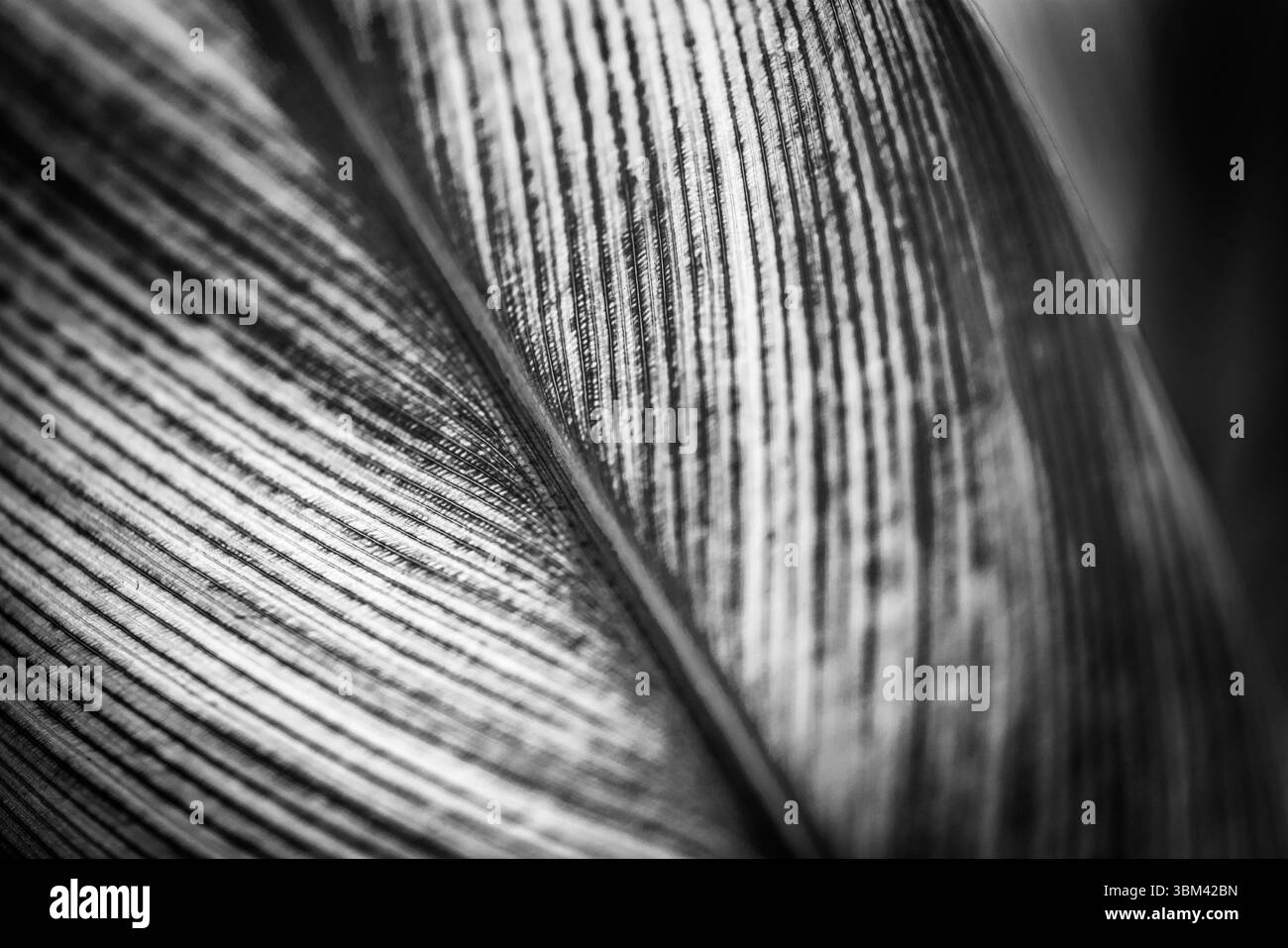 Stupendo effetto astratto in bianco e nero, sfondo naturale artistico, texture drammatiche, disegno naturale minimale, sereno e tranquillo Foto Stock