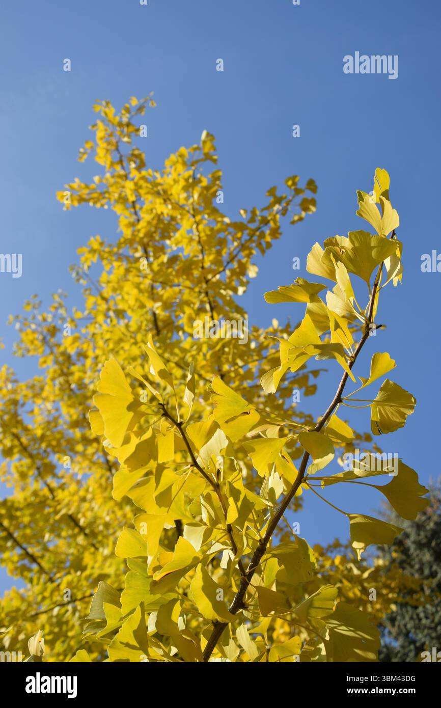 Giallo di foglie di ginkgo Foto Stock