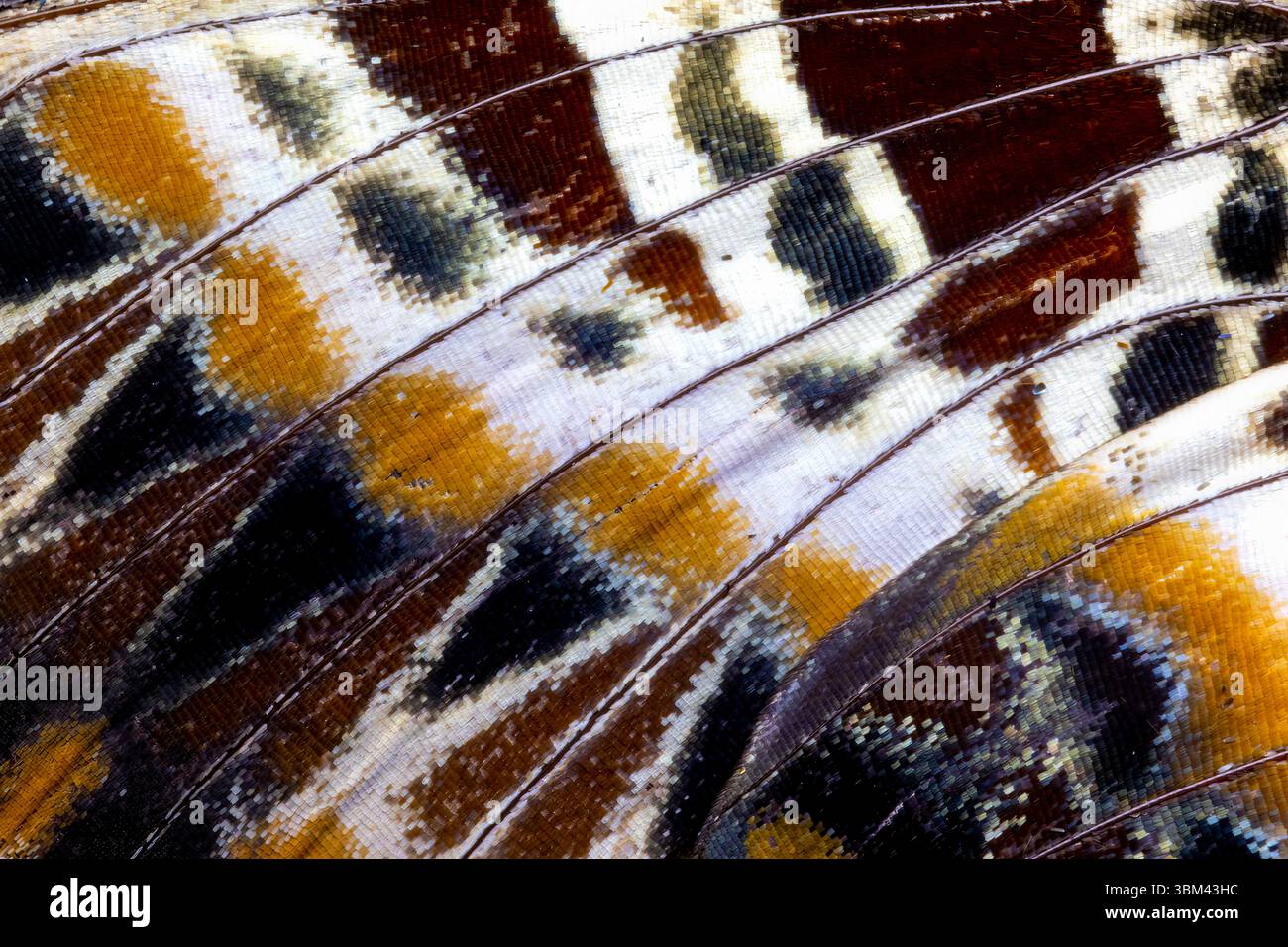 Ala di farfalla close-up Foto Stock Ala di farfalla close-up Foto Stock