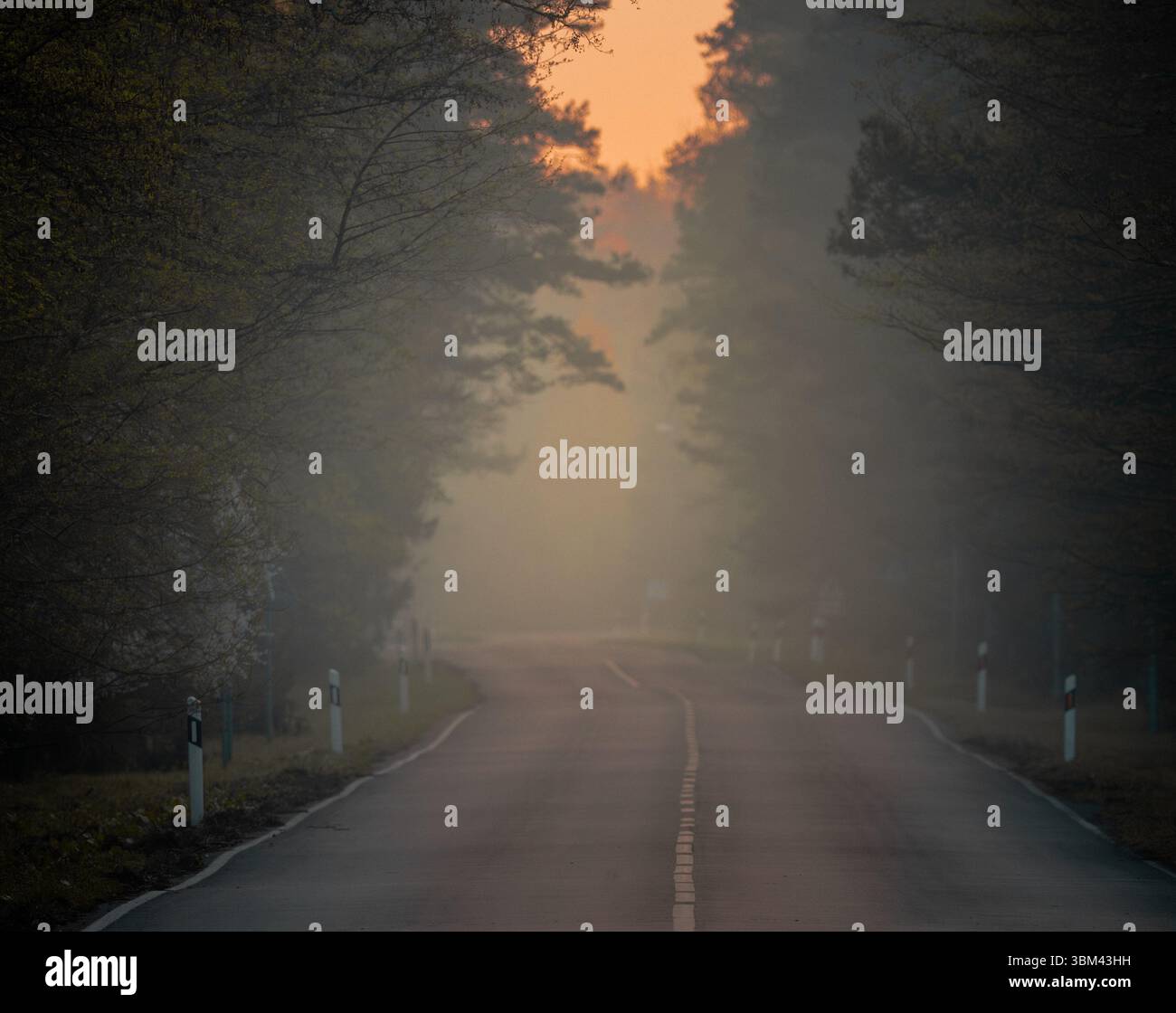 Strada forestale che conduce a distanza nebbiosa all'alba con un bagliore di arancio tra gli alberi Foto Stock