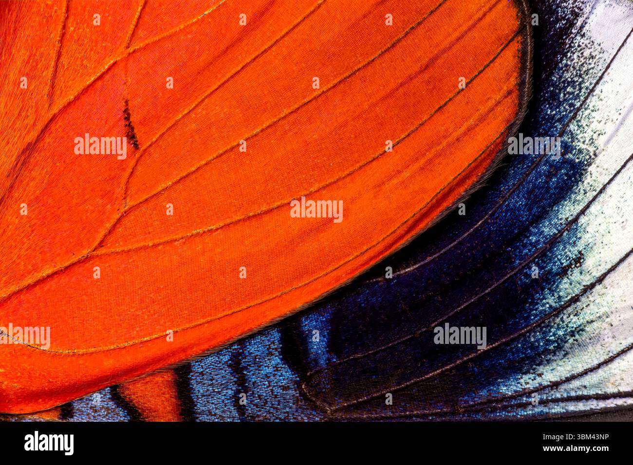 Ala di farfalla close-up Foto Stock Ala di farfalla close-up Foto Stock