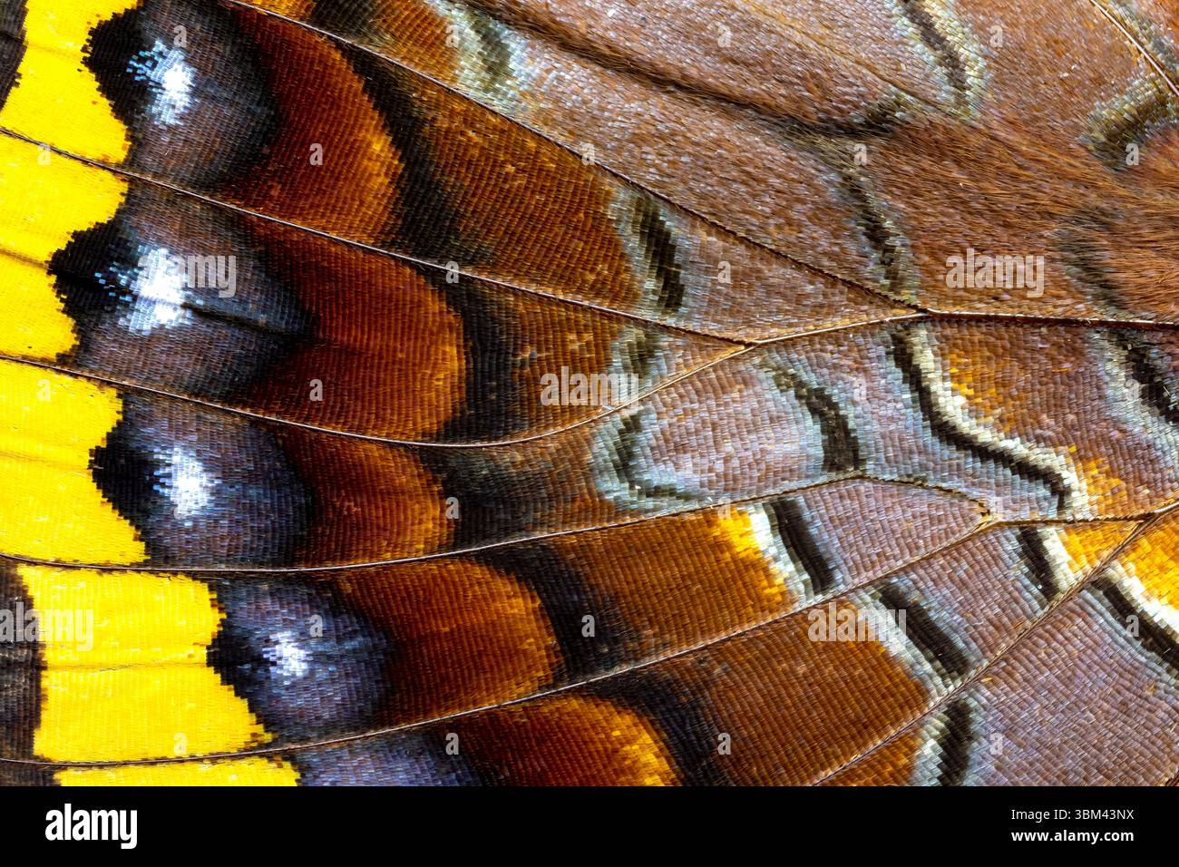 Ala di farfalla close-up Foto Stock Ala di farfalla close-up Foto Stock