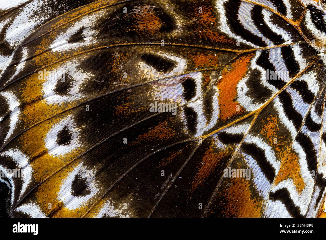 Ala di farfalla close-up Foto Stock Ala di farfalla close-up Foto Stock