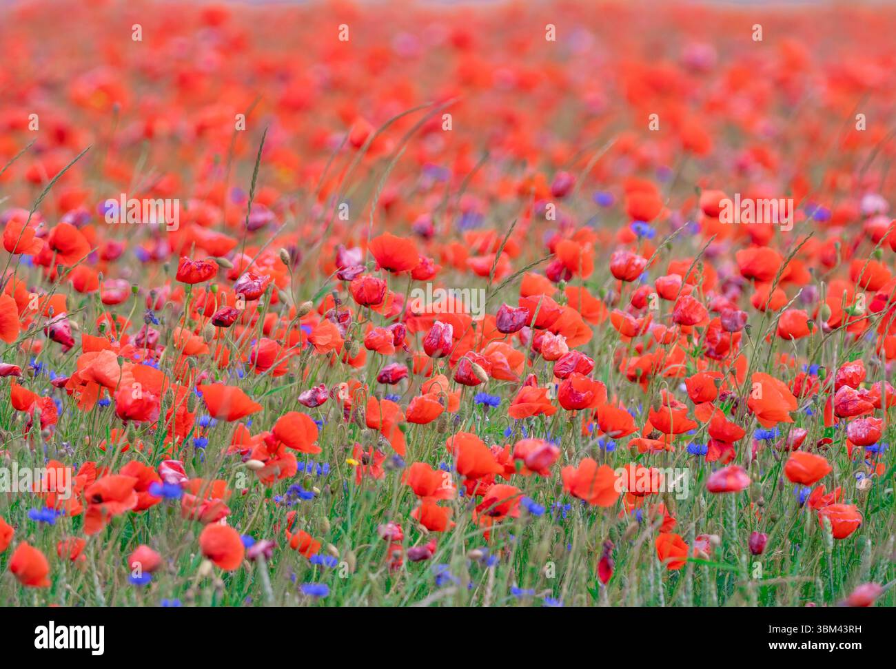 Papaveri rossi brillanti che fioriscono da vicino con una profondità di campo bassa in un colorato campo di fiori selvatici Foto Stock