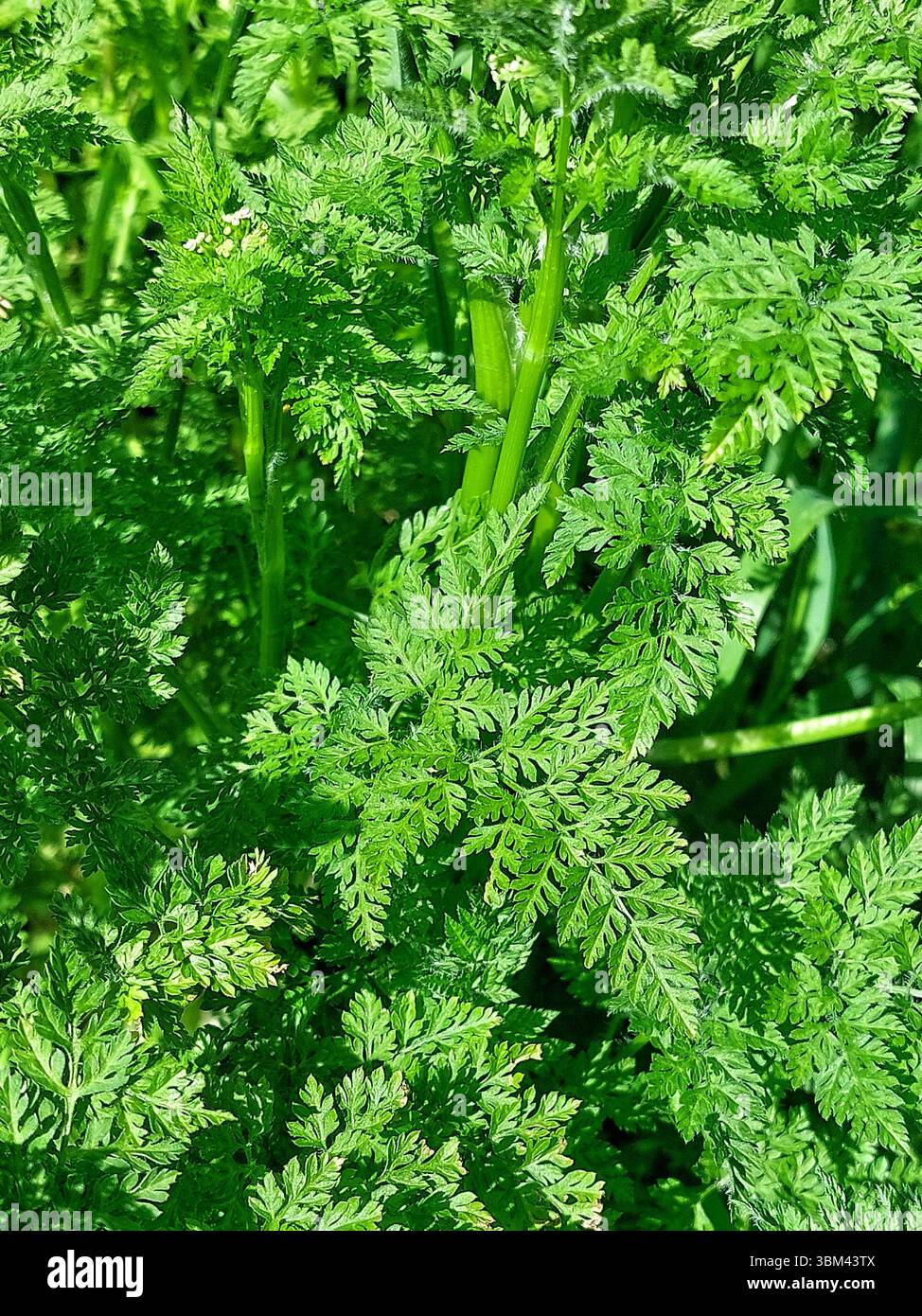 Primo piano di foglie verdi che mostrano un delicato e finemente diviso fogliame di chervil di bave (Anthriscus caucalis). Foto Stock