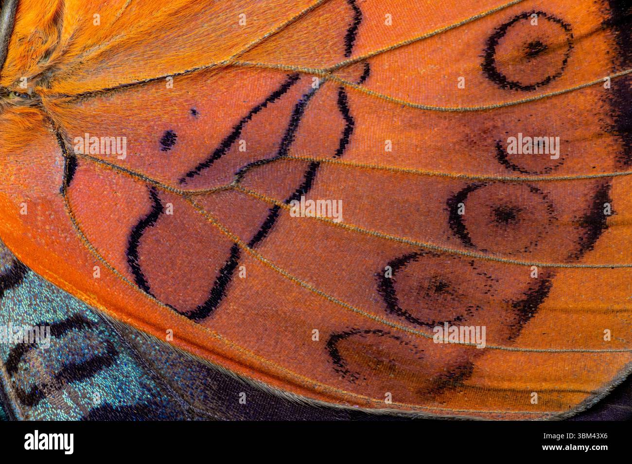 Ala di farfalla close-up Foto Stock Ala di farfalla close-up Foto Stock