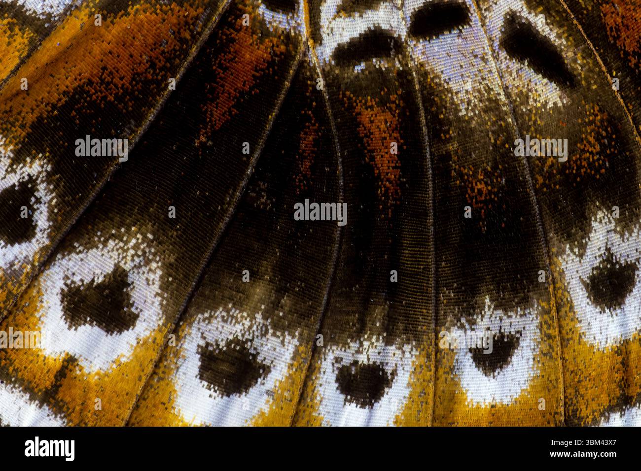 Ala di farfalla close-up Foto Stock Ala di farfalla close-up Foto Stock