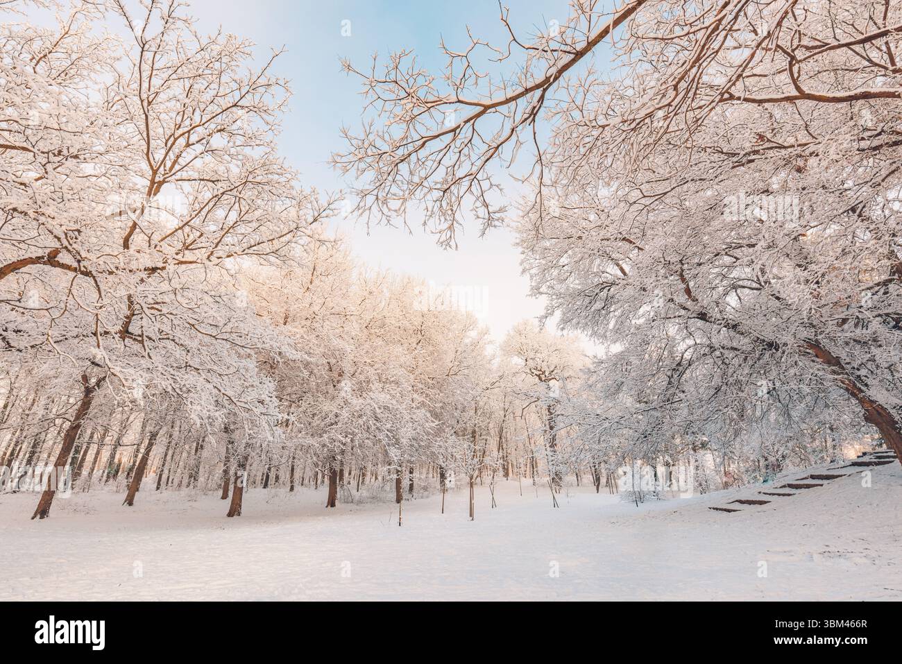 Alberi di una foresta invernale coperti di neve sotto un cielo azzurro e soleggiato, scena luminosa del bosco. Natura fredda e ghiacciata. Paesaggio stagionale innevato, tranquillo e bianco all'aperto Foto Stock