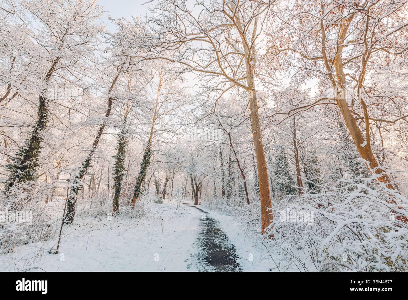 Sentiero boschivo innevato attraverso alberi ghiacciati e bosco freddo. Scena naturale. Paesaggio stagionale ghiacciato, tranquillo e bianco all'aperto, calmo Foto Stock