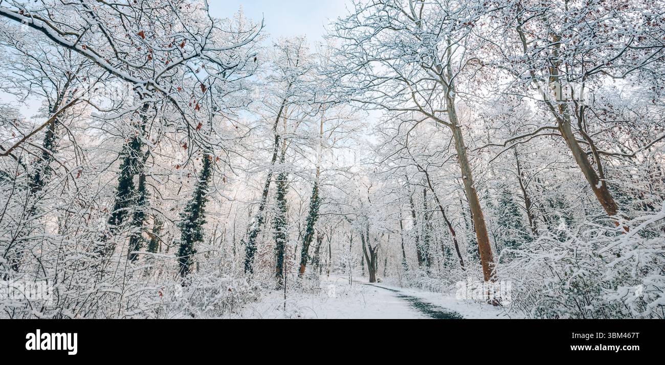 Foresta invernale innevata con alberi ghiacciati e sentiero sotto un cielo blu-grigio morbido. Scena naturale fredda. Paesaggio stagionale ghiacciato tranquillo bianco all'aperto ampio Foto Stock