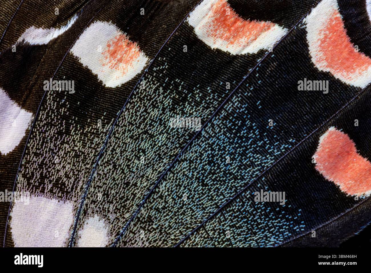 Ala di farfalla close-up Foto Stock Ala di farfalla close-up Foto Stock