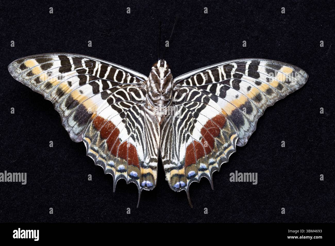 Stati Uniti, Stato di Washington, Sammamish. Farfalla di Charaxes Castor Foto Stock Stati Uniti, Stato di Washington, Sammamish. Farfalla di Charaxes Castor Foto Stock