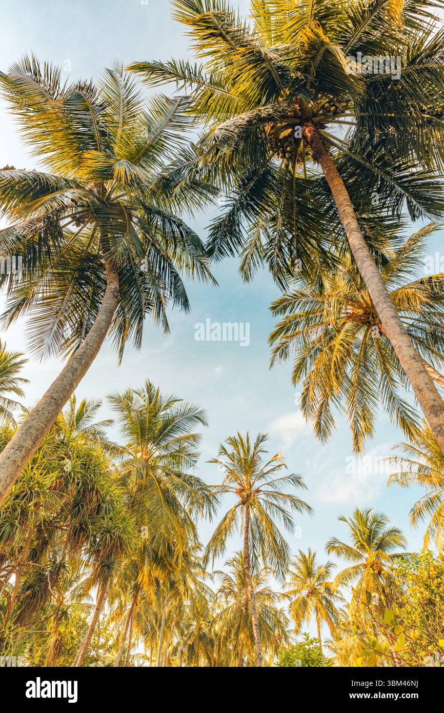 Pittoresca e colorata foresta tropicale con foglie di palma e alberi color pastello sotto il cielo azzurro soleggiato, guardando in alto, una natura positiva e stimolante, rilassante Foto Stock