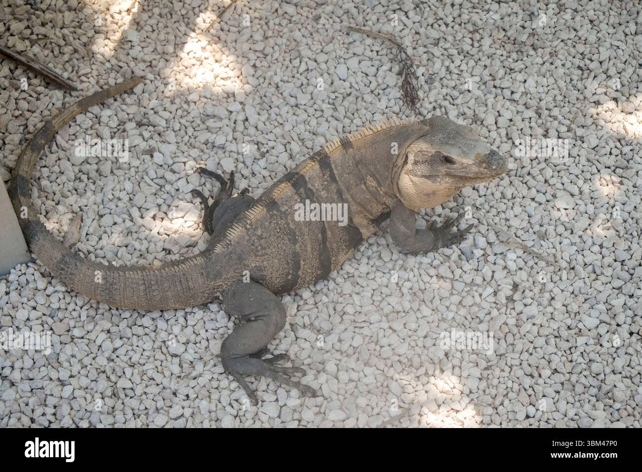 Tulum, Messico. Iguana resta fresca all'ombra Foto Stock