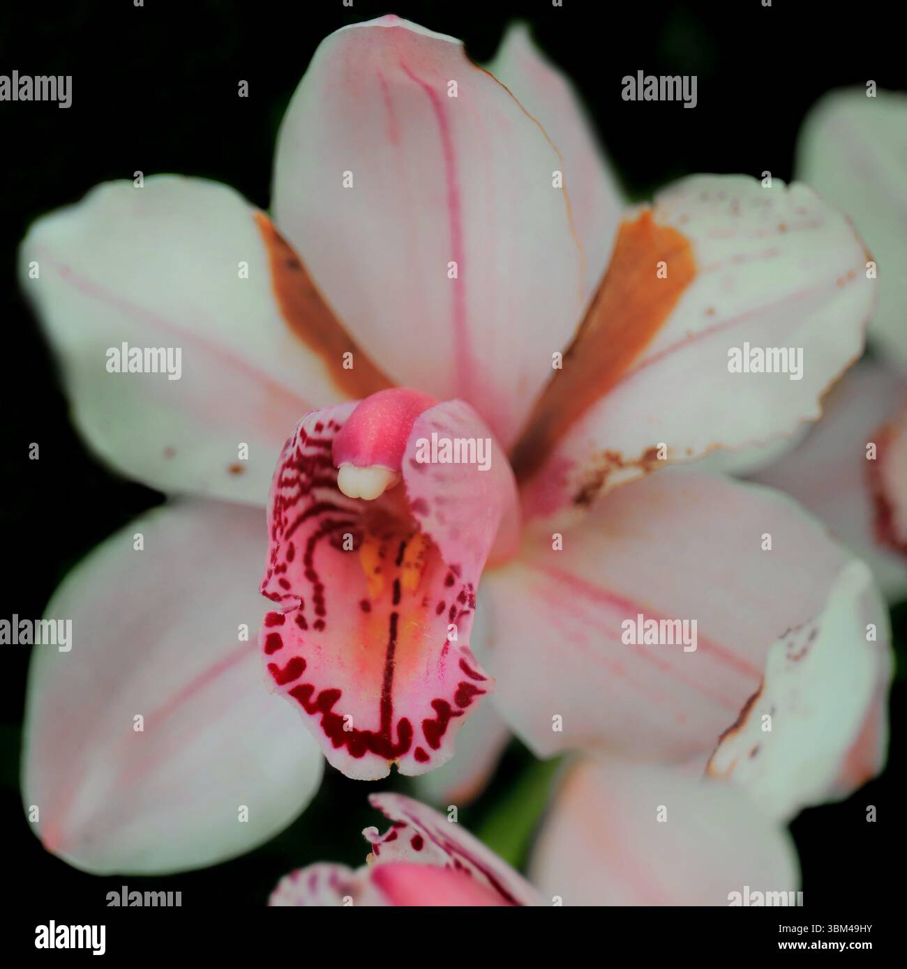 So che è un'altra orchidea... Ma sono dei fiori così belli. Foto Stock