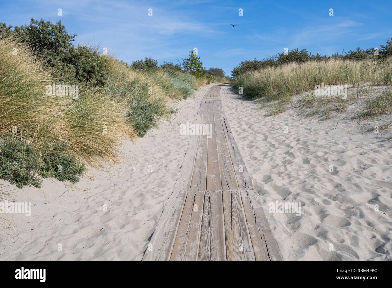 Sentiero in legno attraverso le dune della costa del Mare del Nord in Zelanda, Paesi Bassi Foto Stock