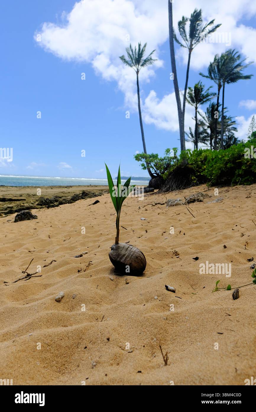 Noce di cocco che germoglia un albero di palma su una spiaggia a Kauai, Hawaii; germoglio di Coco nucifera con fronde di palma nascenti e palme coltivate sullo sfondo. Foto Stock