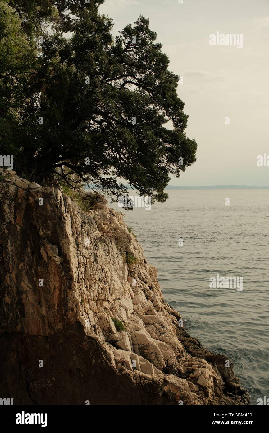 Un albero solitario si stende drammaticamente su una scogliera calcarea, con i suoi rami che si estendono verso il calmo mare Adriatico sottostante. Foto Stock