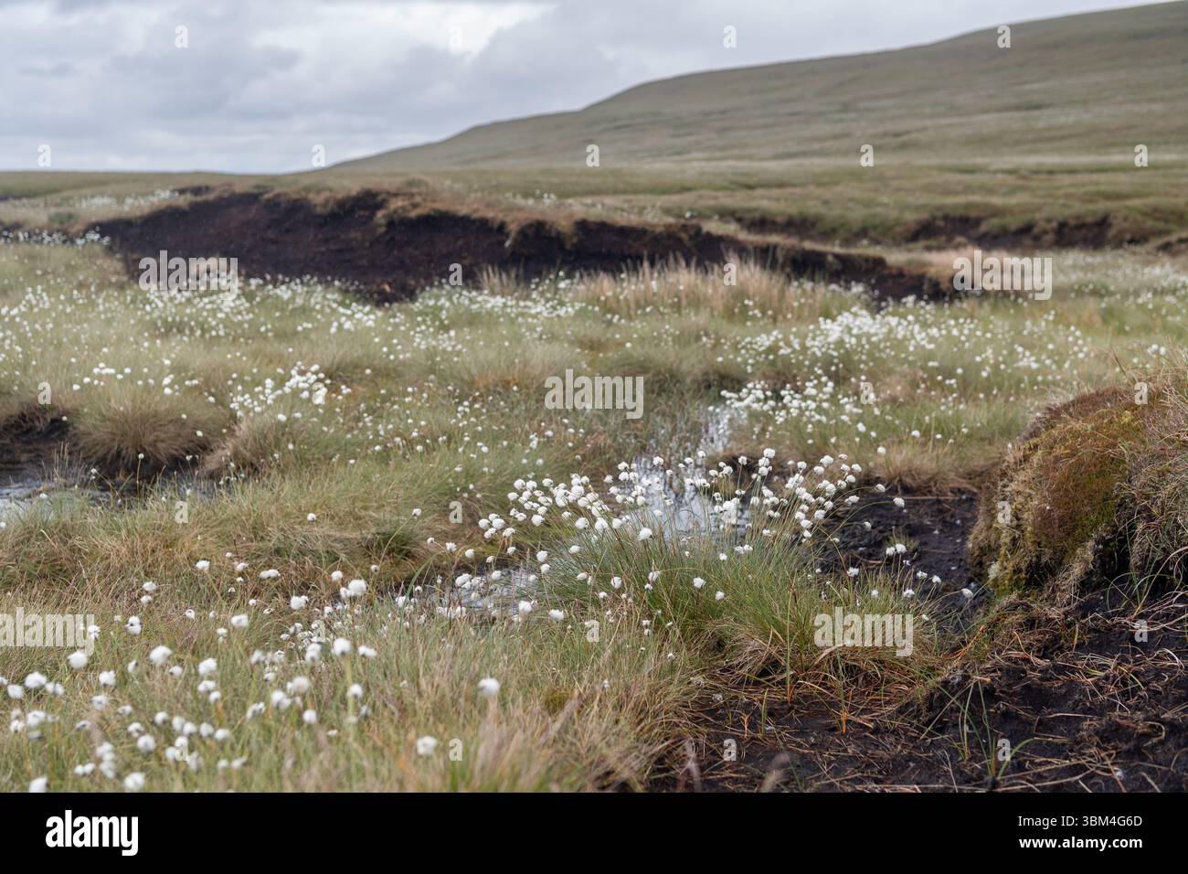Habitat di palude coperte e una grande fonte di stoccaggio del carbonio, sulla brughiera dello Yorkshire Dales National Park, Regno Unito. Foto Stock