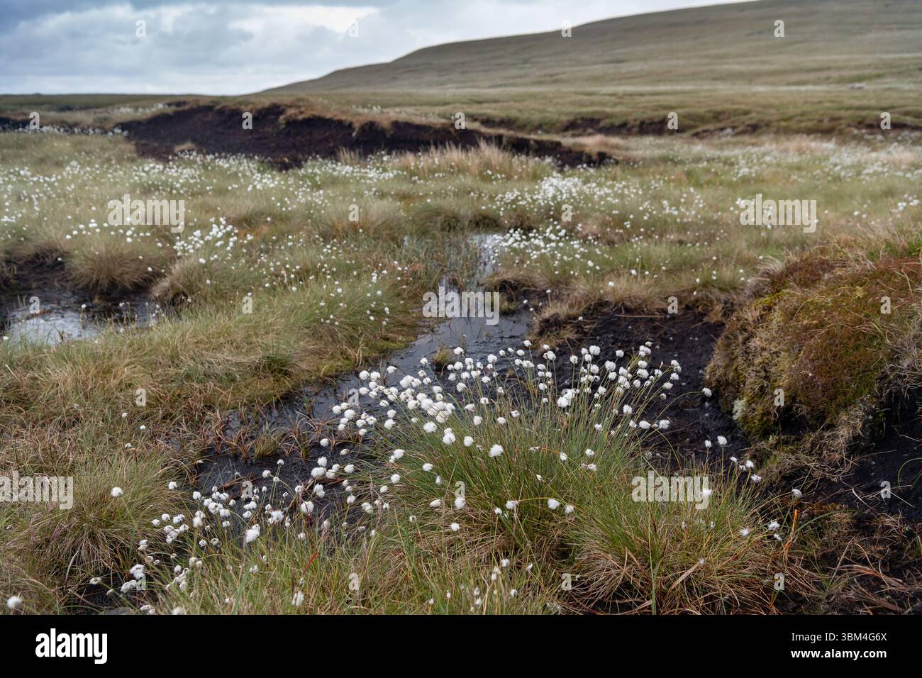 Habitat di palude coperte e una grande fonte di stoccaggio del carbonio, sulla brughiera dello Yorkshire Dales National Park, Regno Unito. Foto Stock