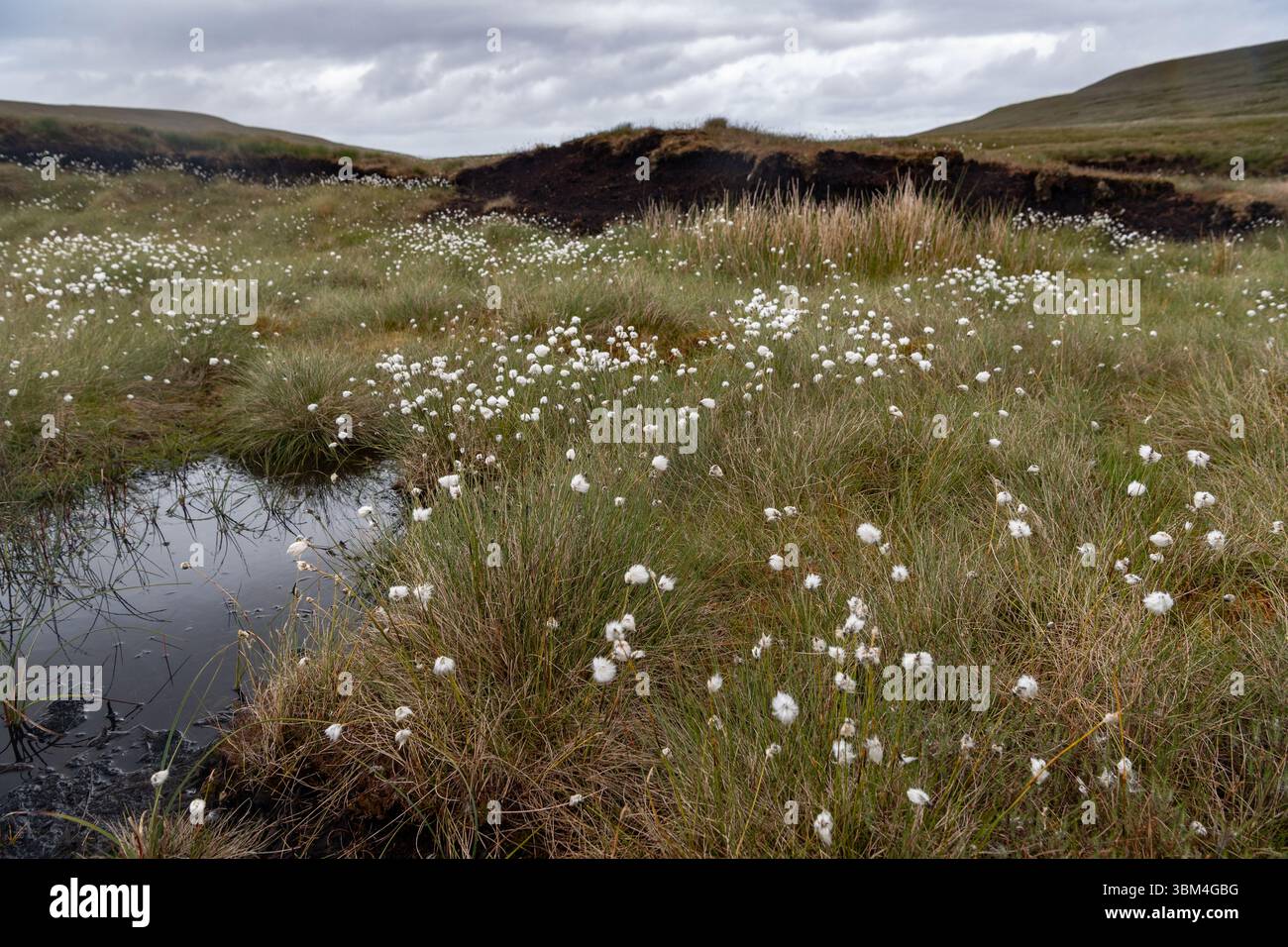 Habitat di palude coperte e una grande fonte di stoccaggio del carbonio, sulla brughiera dello Yorkshire Dales National Park, Regno Unito. Foto Stock