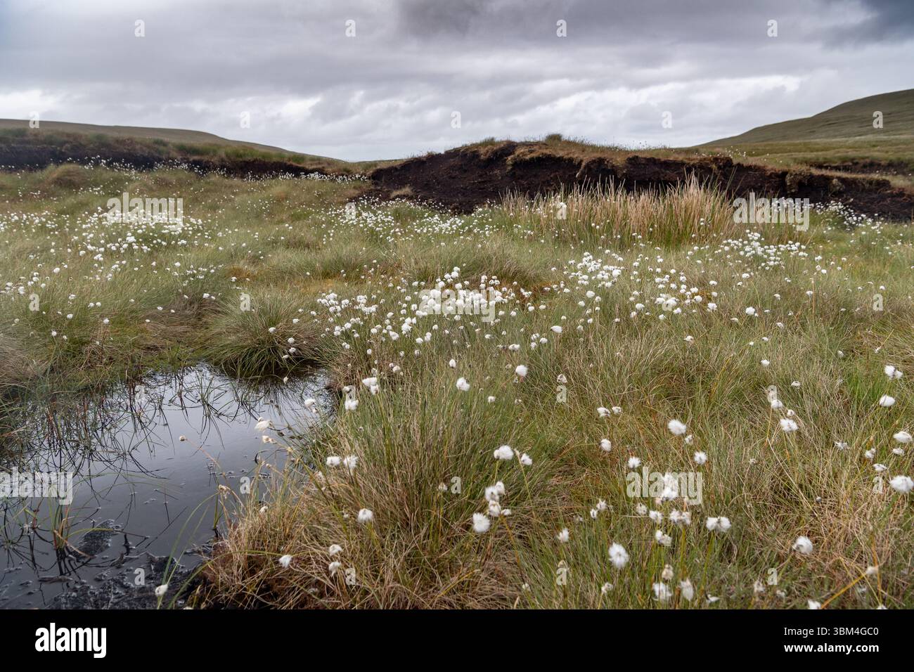 Habitat di palude coperte e una grande fonte di stoccaggio del carbonio, sulla brughiera dello Yorkshire Dales National Park, Regno Unito. Foto Stock