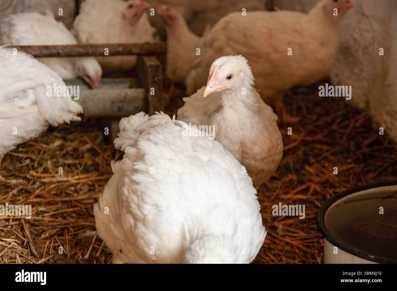 Un gruppo di polli bianchi è in una penna. Uno dei polli sta guardando la telecamera Foto Stock