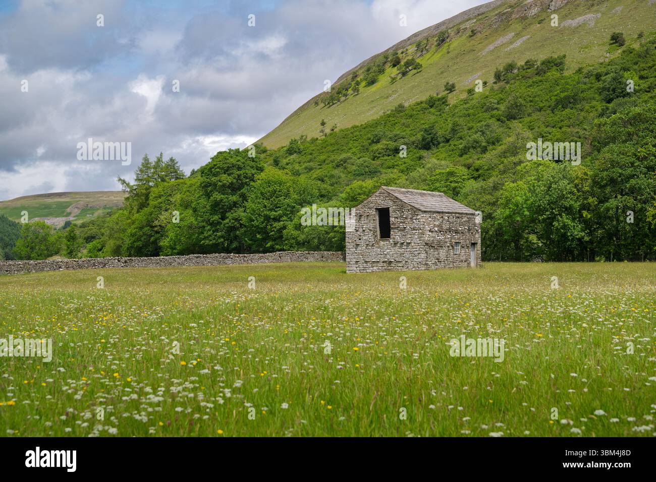 Vecchio fienile tradizionale in pietra, localmente conosciuto come casa di mucche, in un prato di fiori selvatici vicino a Muker, Swaledale. Yorkshire Dales National Park, Regno Unito. Foto Stock