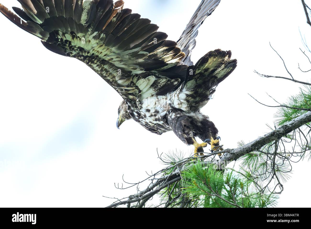 Un'aquila calva immatura (Haliaeetus leucocephalus) prende il volo da un ramo di un pino nel Michigan, Stati Uniti. Foto Stock